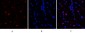 Bcl-6 Polyclonal Antibody