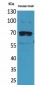 Amphiphysin II Polyclonal Antibody