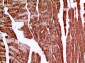 Amphiphysin II Polyclonal Antibody