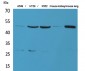 GDI-2 Polyclonal Antibody