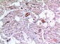 IDH3A Polyclonal Antibody