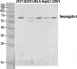 Neuregulin-1 Polyclonal Antibody