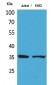 Ref-1 Polyclonal Antibody