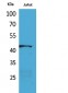 E2F-4 Polyclonal Antibody