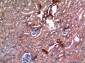 E2F-4 Polyclonal Antibody