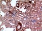 E2F-4 Polyclonal Antibody