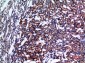 E2F-4 Polyclonal Antibody