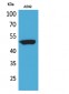 HNF-3α/β/γ Polyclonal Antibody