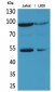 EPAS-1 Polyclonal Antibody