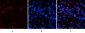 EPAS-1 Polyclonal Antibody