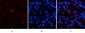 EPAS-1 Polyclonal Antibody