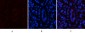 EPAS-1 Polyclonal Antibody