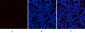 EPAS-1 Polyclonal Antibody
