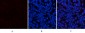 EPAS-1 Polyclonal Antibody