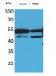 HNF-4α/γ Polyclonal Antibody