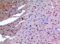 HSP 90 Polyclonal Antibody