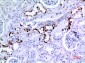 Cytokeratin 8 Polyclonal Antibody