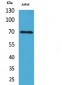 Ku-70 Polyclonal Antibody