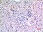 Ku-70 Polyclonal Antibody