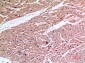 Ku-70 Polyclonal Antibody