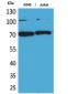 Ku-70 Polyclonal Antibody