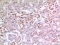 Ku-70 Polyclonal Antibody