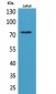 c-Myb Polyclonal Antibody