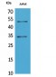 MyoD Polyclonal Antibody