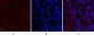 Nrf2 Polyclonal Antibody