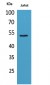 Tubulin α Polyclonal Antibody