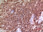 Tubulin α Polyclonal Antibody