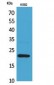 IL-6 Polyclonal Antibody