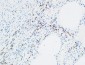 MPO Polyclonal Antibody