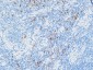 MPO Polyclonal Antibody