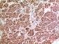 HPA1 Polyclonal Antibody