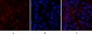 RUNX2 Polyclonal Antibody