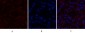 MMP-9 Polyclonal Antibody