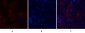 MMP-9 Polyclonal Antibody