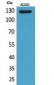 Arg Polyclonal Antibody