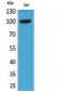 Autotaxin Polyclonal Antibody