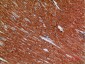 Angptl1 Polyclonal Antibody