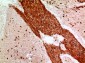 Angptl1 Polyclonal Antibody