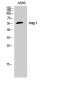 Ang-1 Polyclonal Antibody