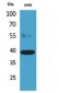 CGR19 Polyclonal Antibody