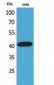 L-Selectin Polyclonal Antibody