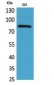 MCM7 Polyclonal Antibody