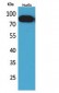 CD71 Polyclonal Antibody