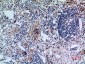 CD71 Polyclonal Antibody