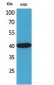 Connexin-40 Polyclonal Antibody