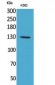 Apaf-1 Polyclonal Antibody